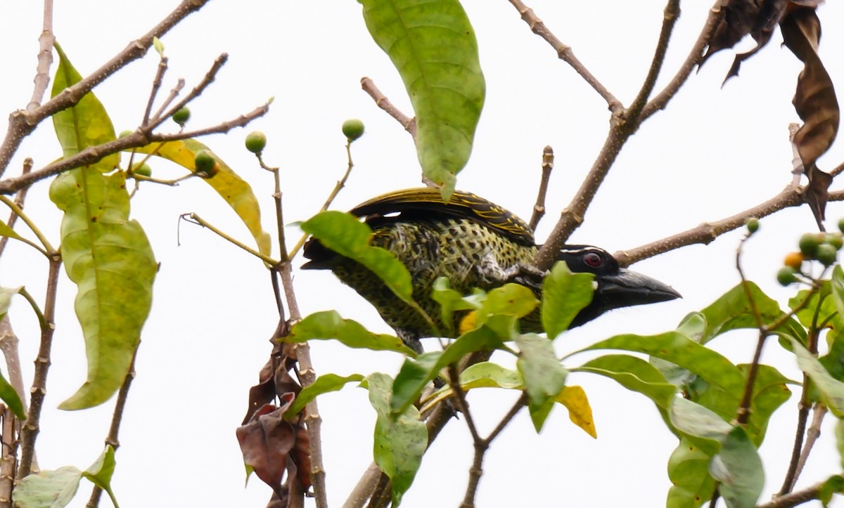 Hairy-breasted Barbet - ML205139751