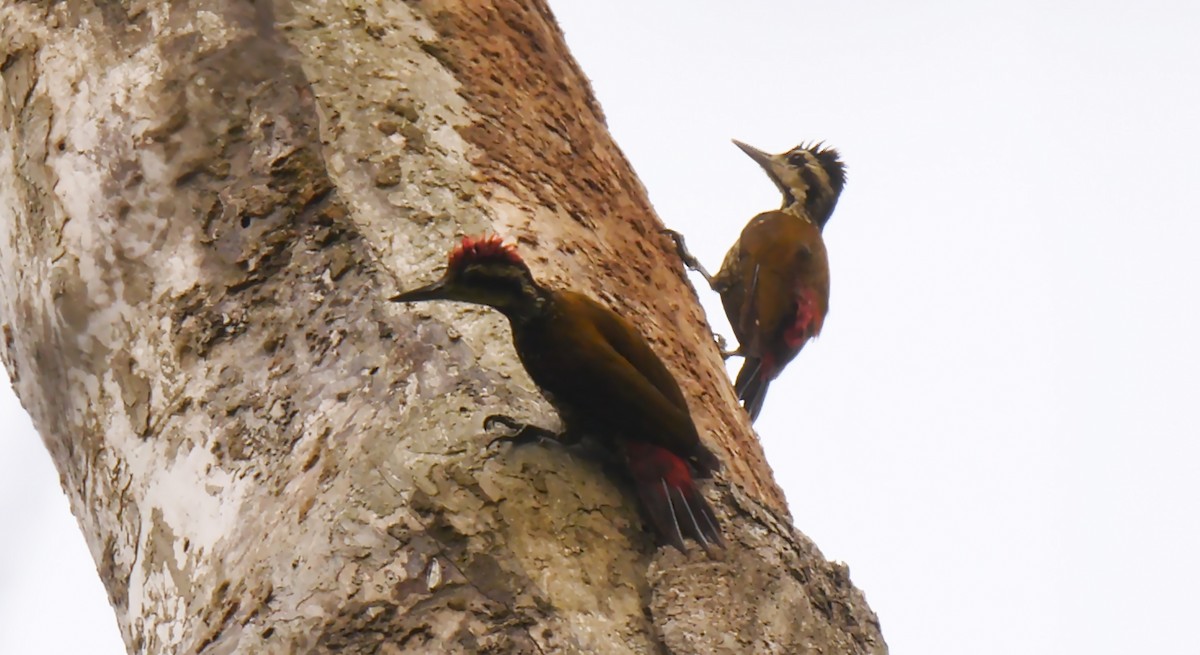 Fire-bellied Woodpecker - ML205139781