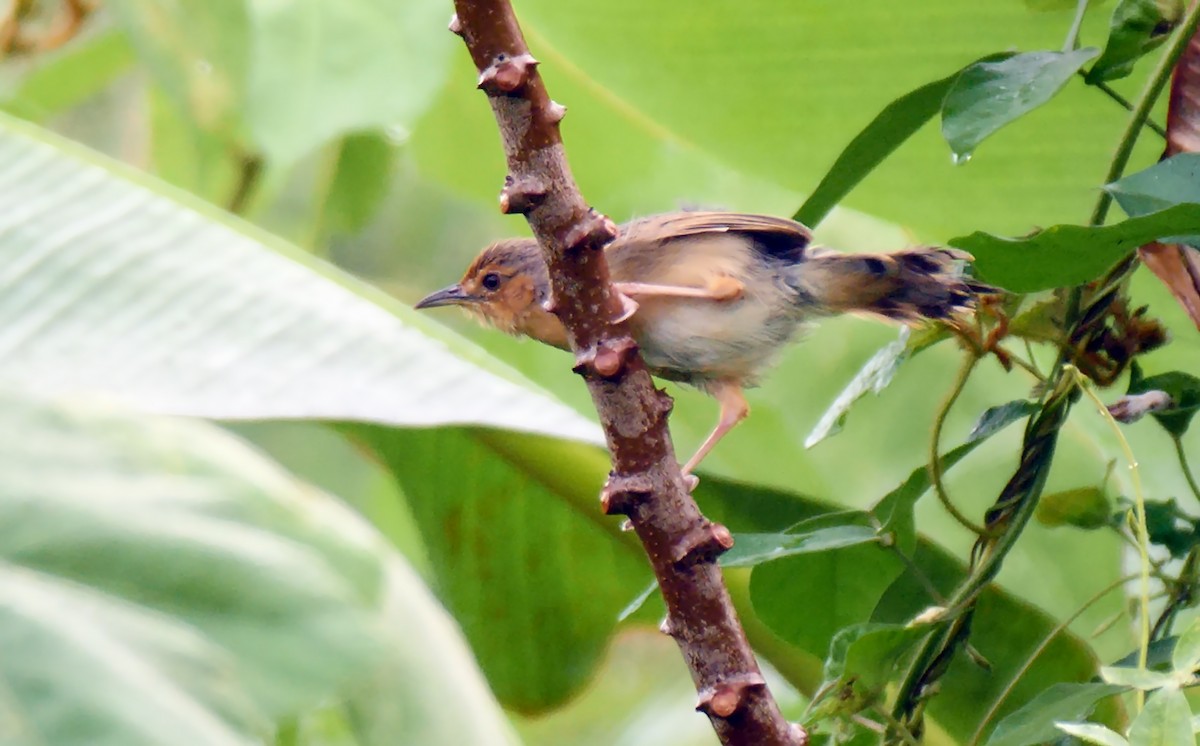 Red-faced Cisticola (Red-faced) - ML205139821