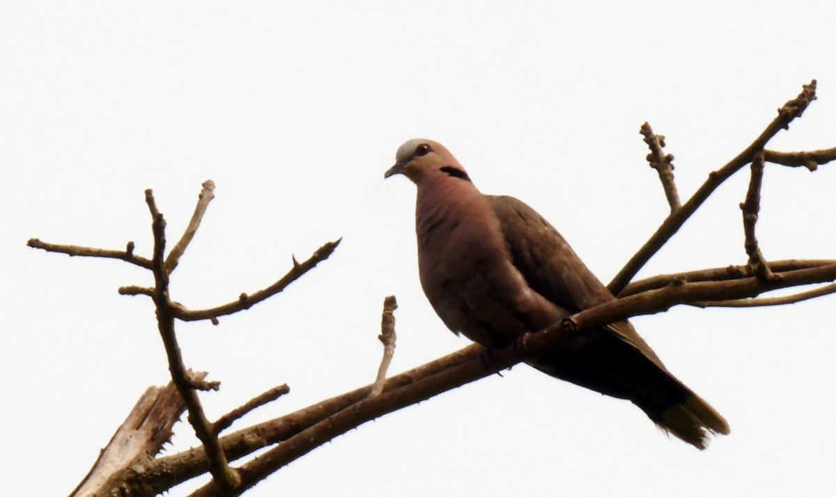 Red-eyed Dove - ML205139861