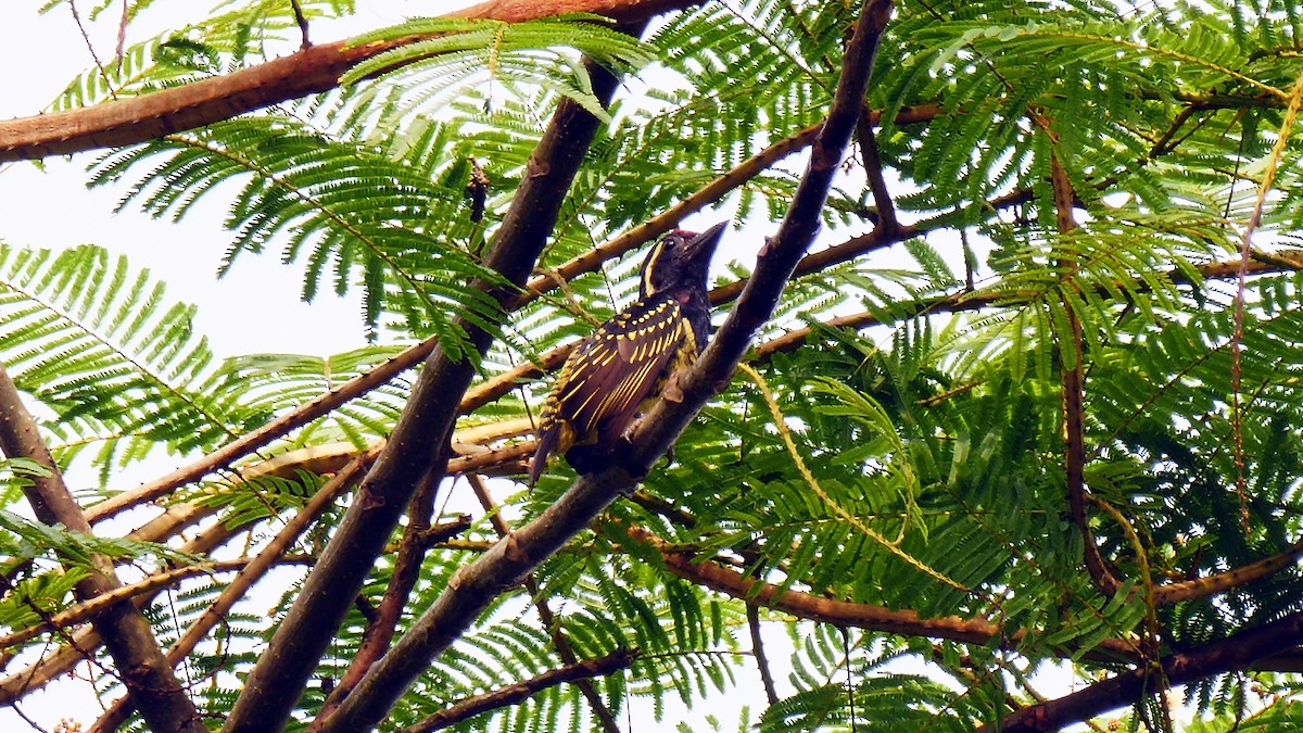 Yellow-spotted Barbet - ML205139901