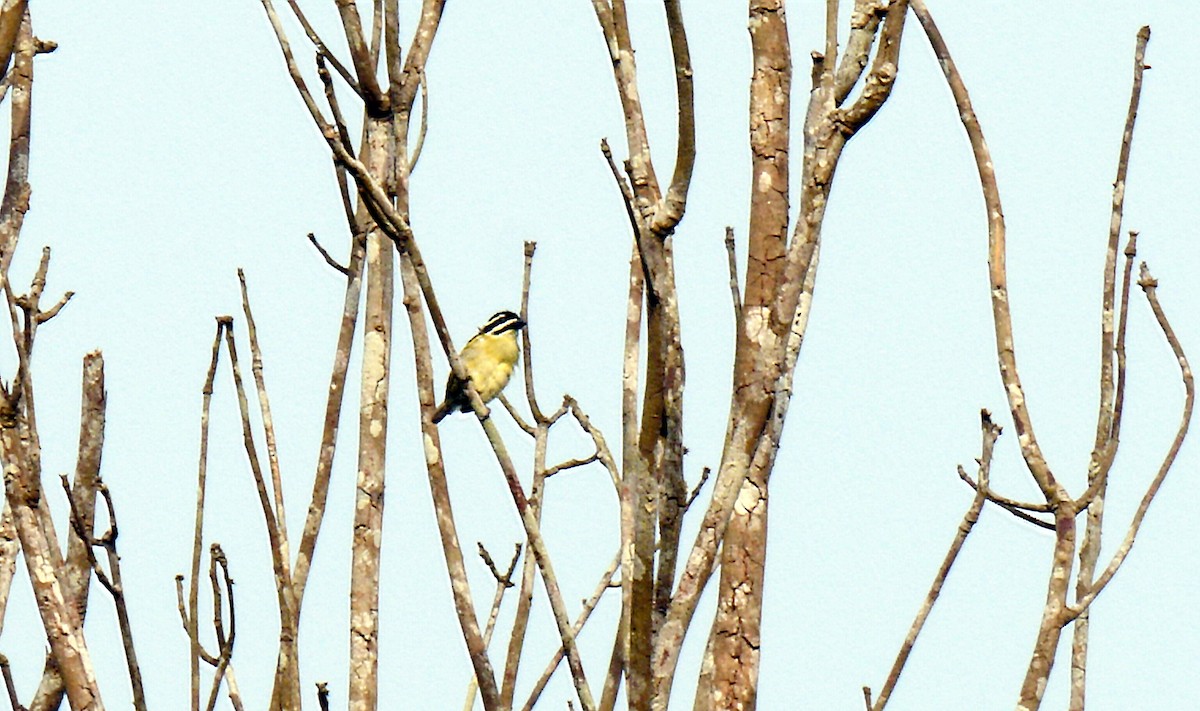 Yellow-throated Tinkerbird - ML205140081