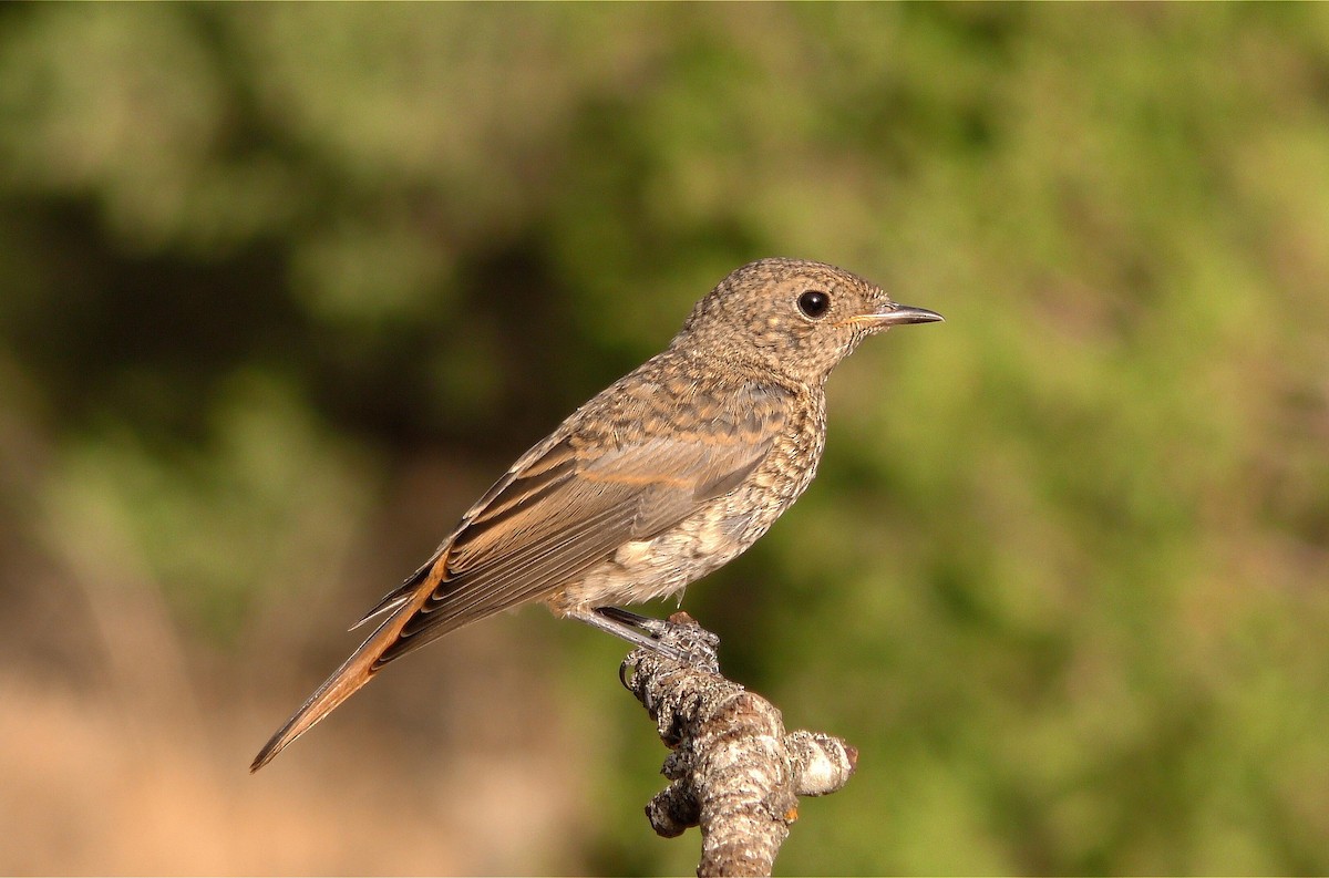 Common Redstart (Common) - Josep del Hoyo
