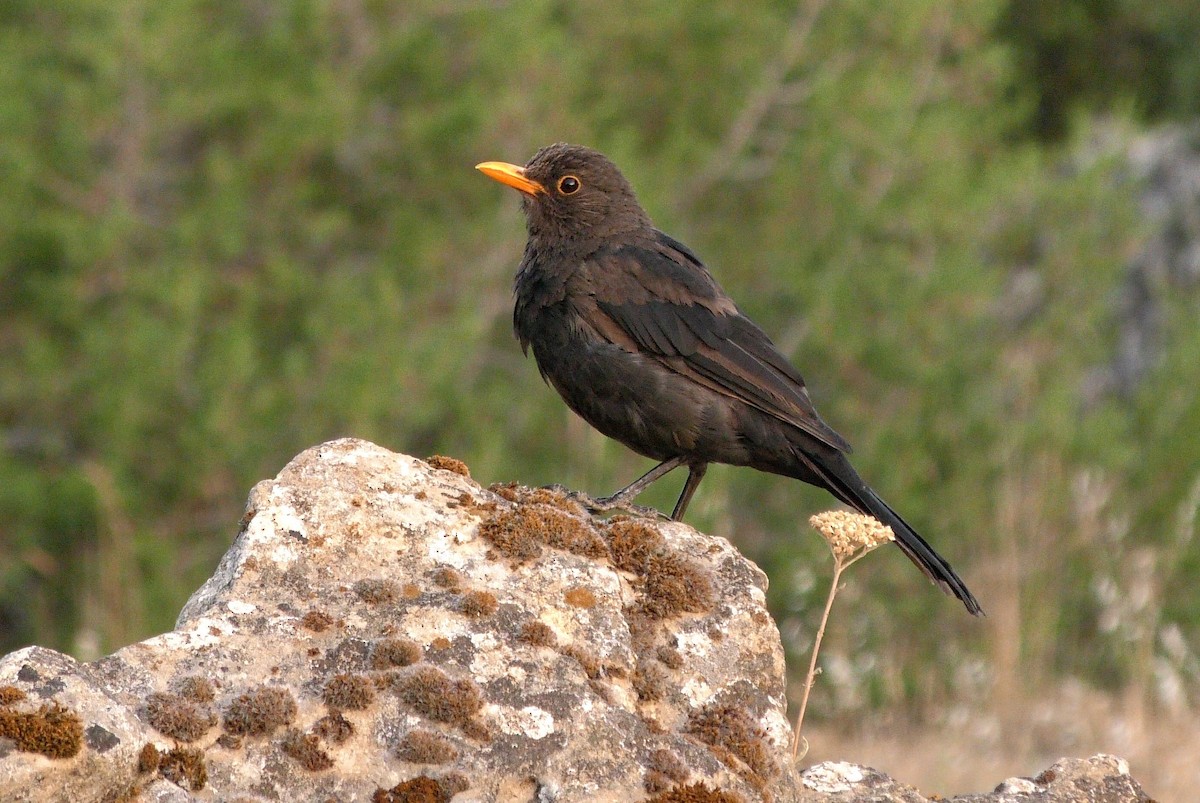 Eurasian Blackbird - Josep del Hoyo