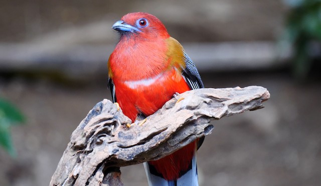 Red-headed Trogon - eBird