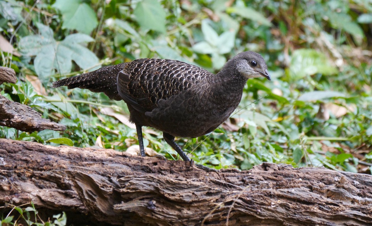 Gray Peacock-Pheasant - ML205140791