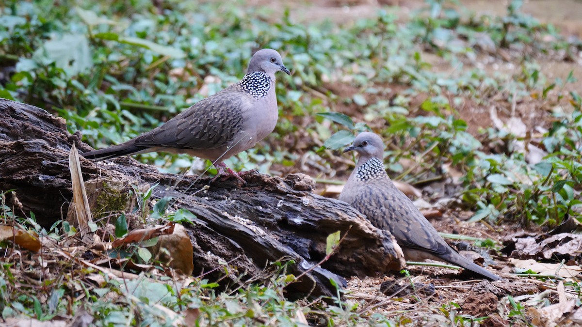 Spotted Dove (Eastern) - ML205140811
