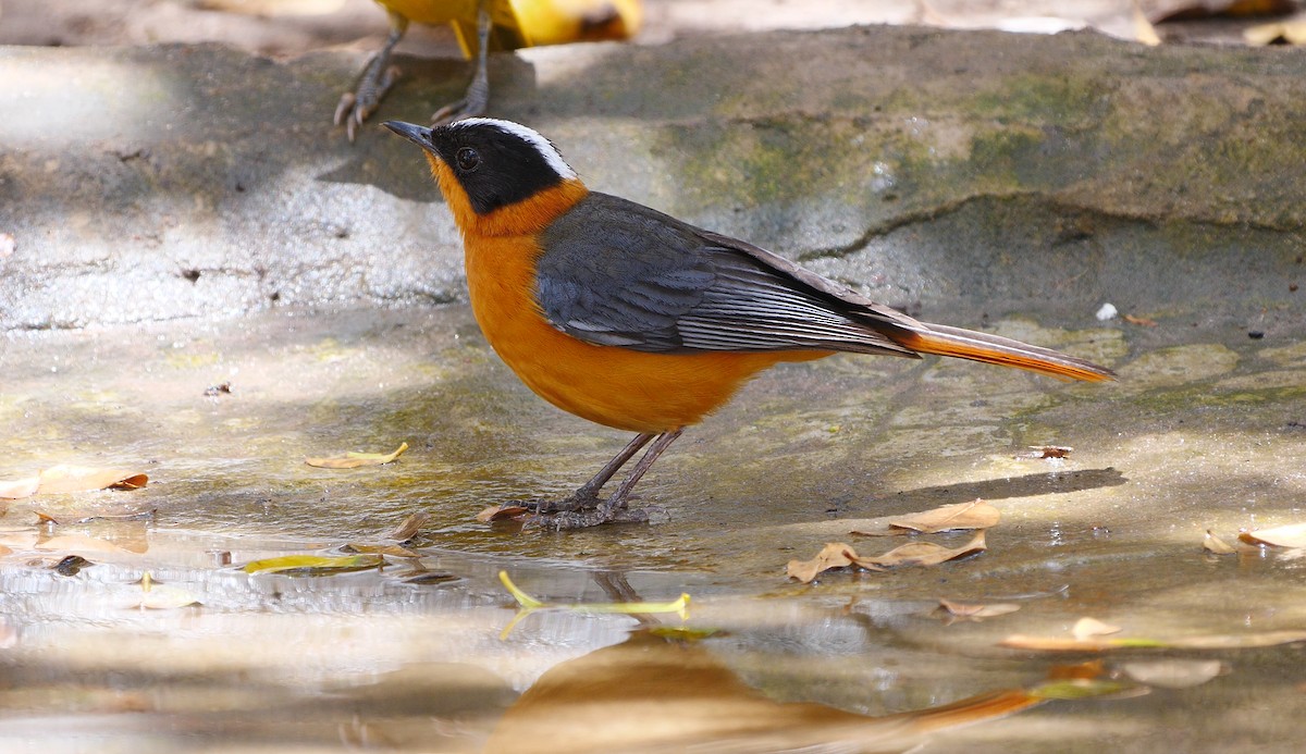 Snowy-crowned Robin-Chat - ML205140861