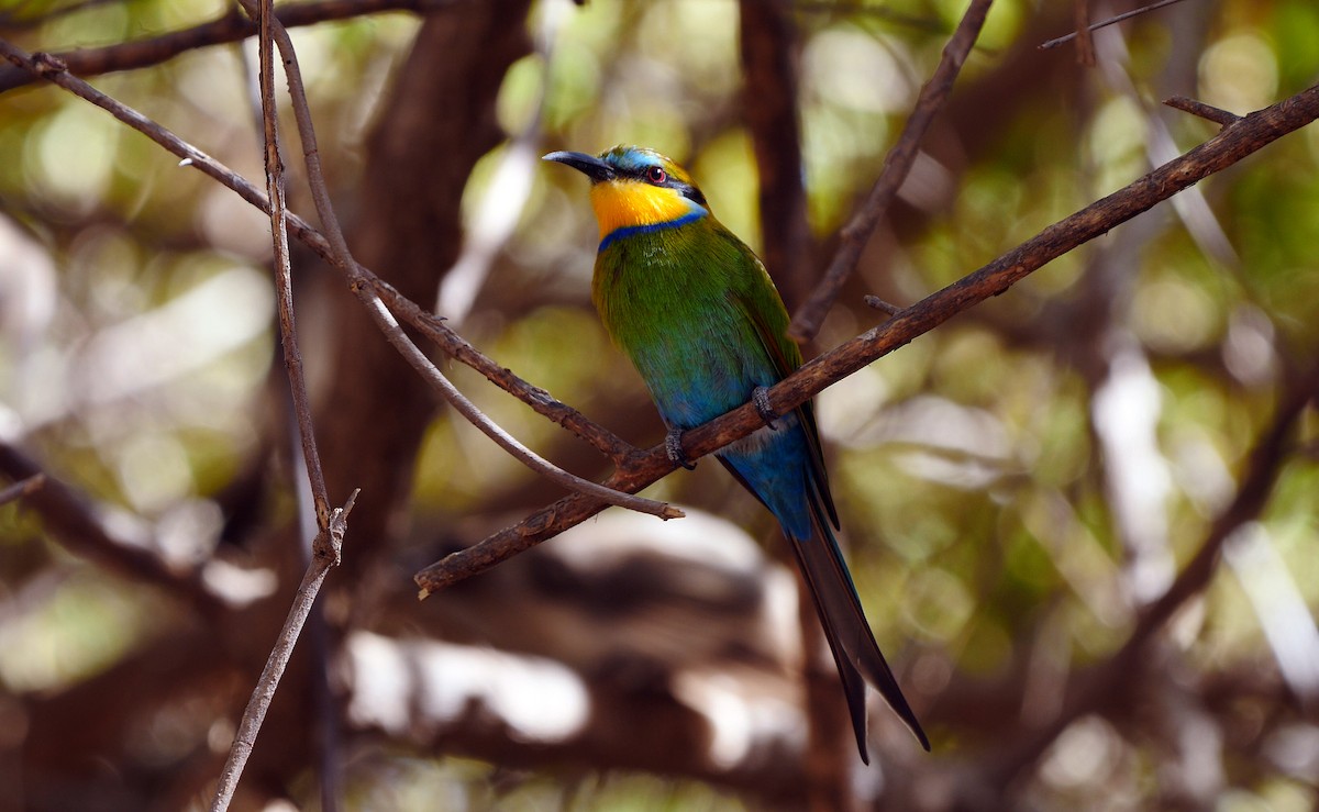 Swallow-tailed Bee-eater - ML205140931