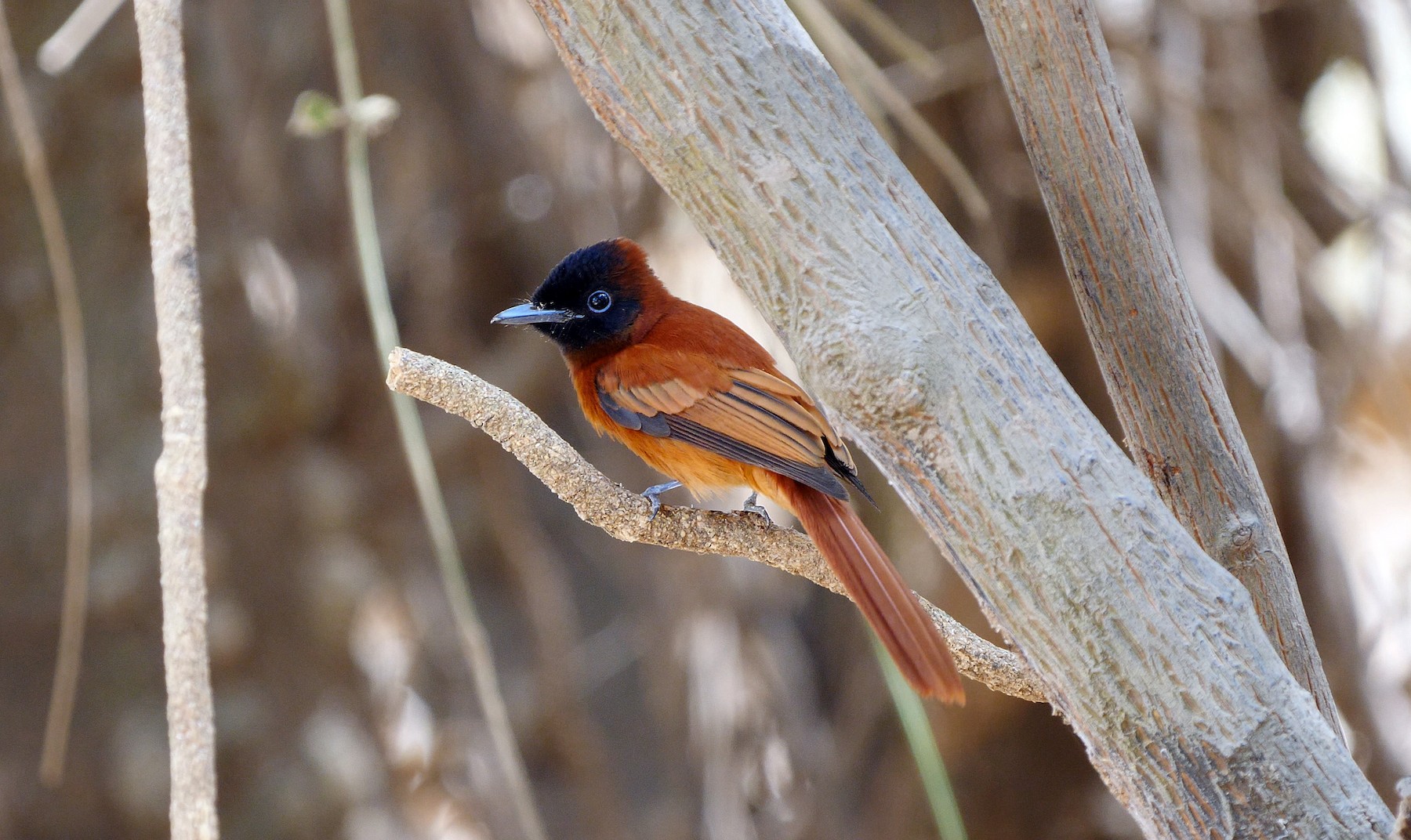 アカハラサンコウチョウ Rufiventer グループ Ebird