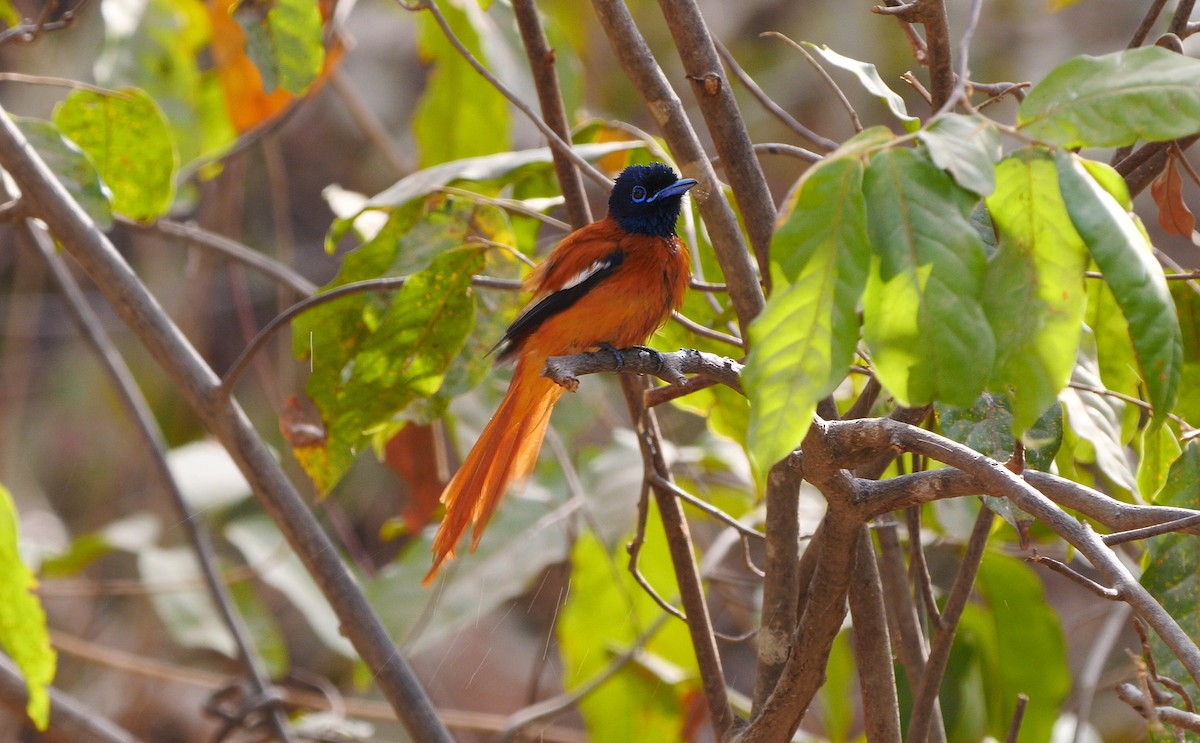 Black-headed Paradise-Flycatcher (Red-bellied) - ML205141011