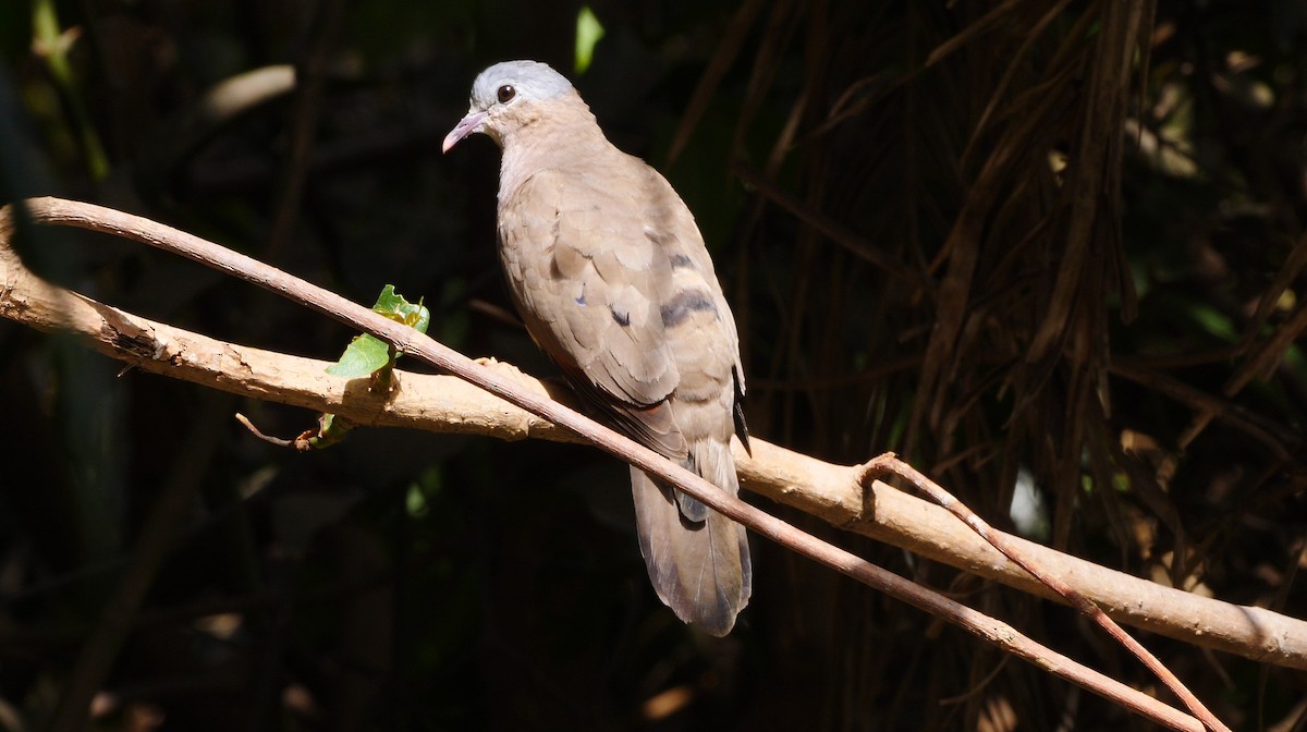 Blue-spotted Wood-Dove - ML205141061