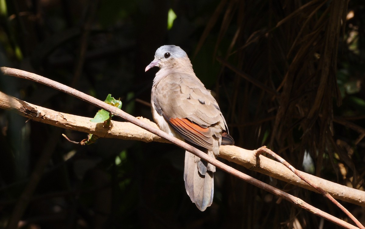 Blue-spotted Wood-Dove - ML205141071