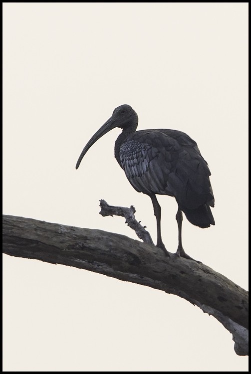 ibis obrovský - ML205141111