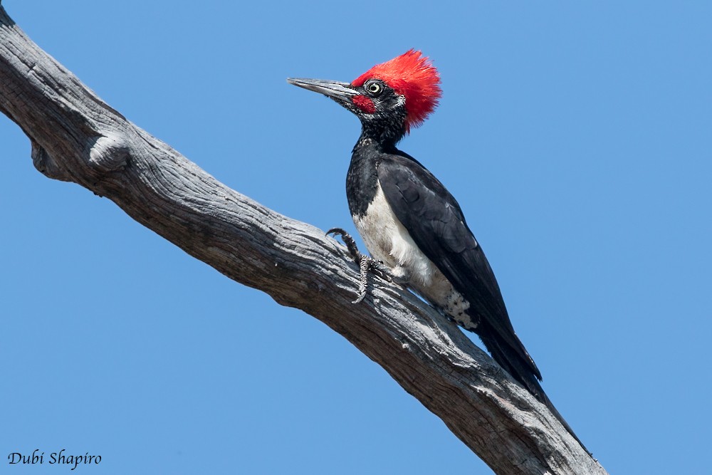 White-bellied Woodpecker - Dubi Shapiro