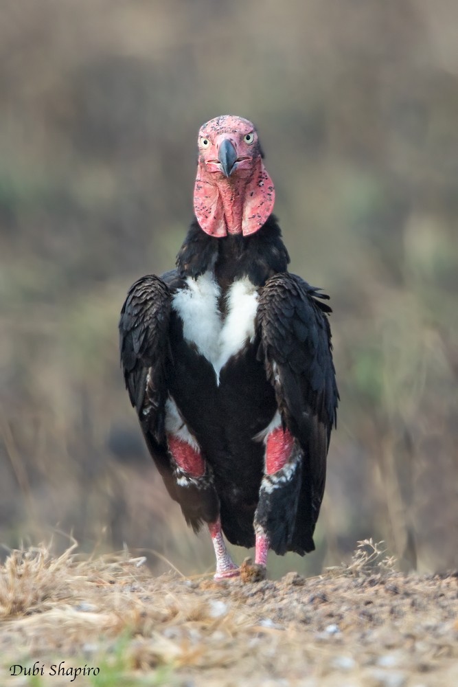 Red-headed Vulture - Dubi Shapiro