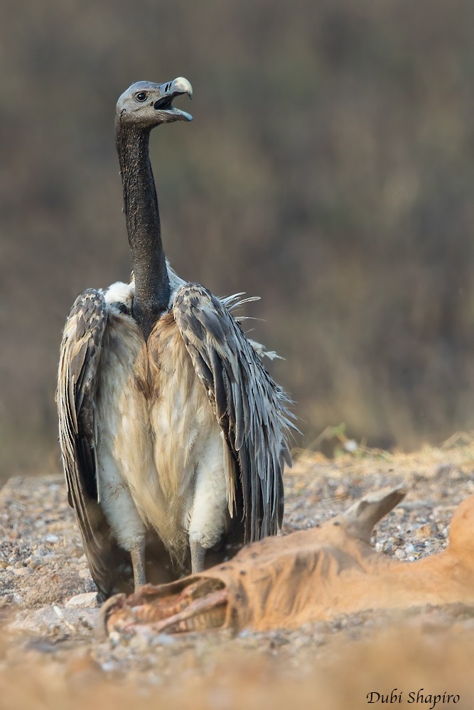Slender-billed Vulture - Dubi Shapiro