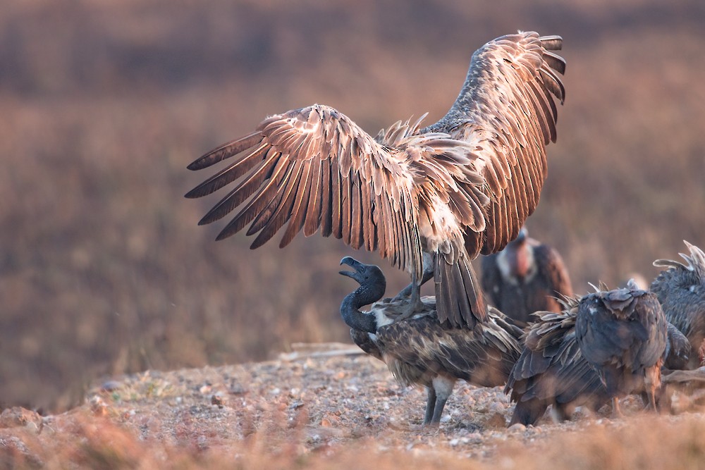 Slender-billed Vulture - ML205141241
