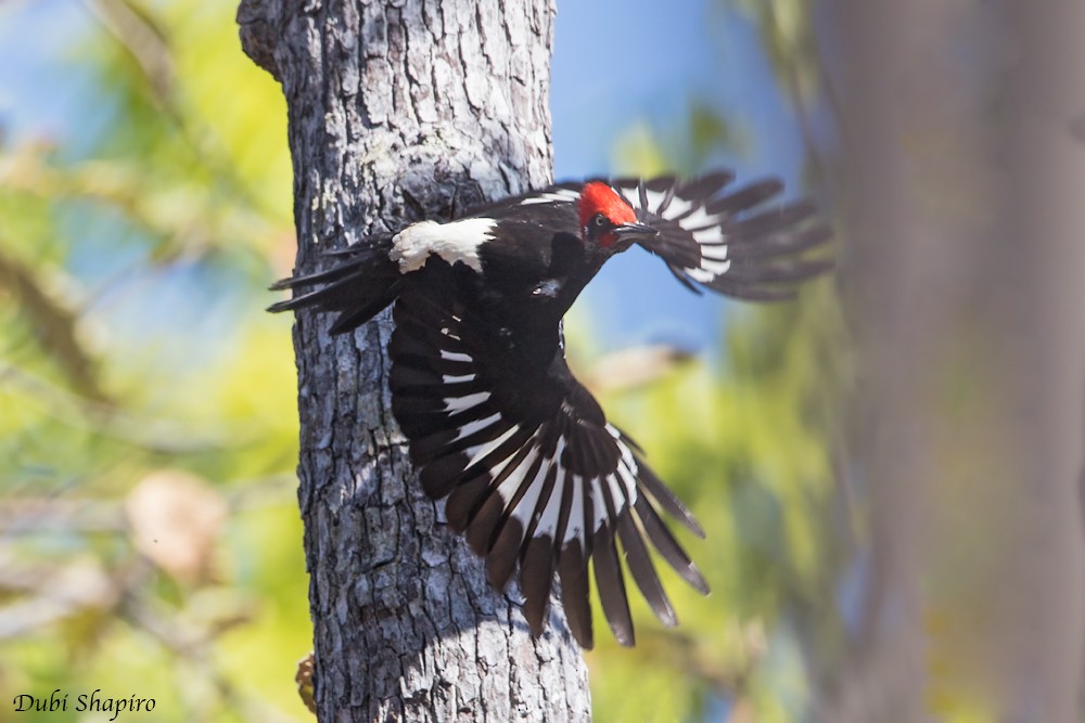 White-bellied Woodpecker - Dubi Shapiro