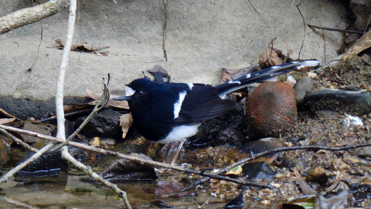 White-crowned Forktail (Northern) - ML205141691
