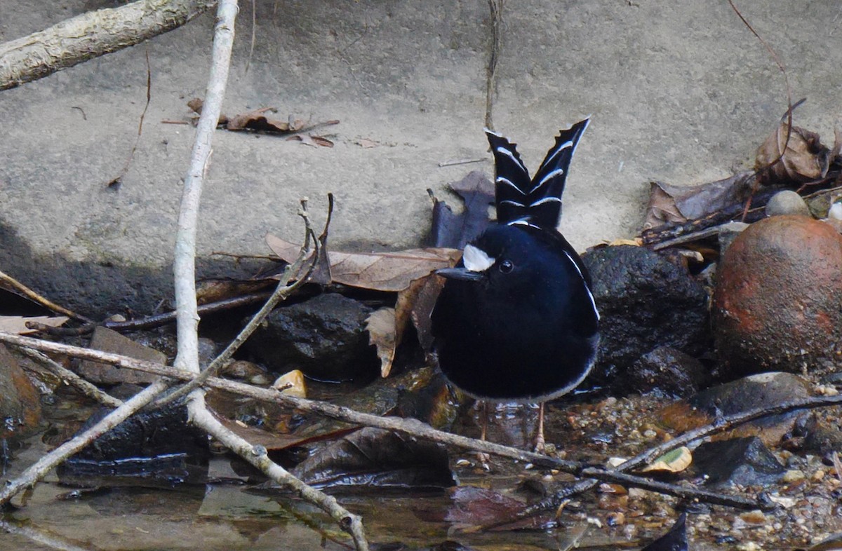 White-crowned Forktail (Northern) - ML205141701