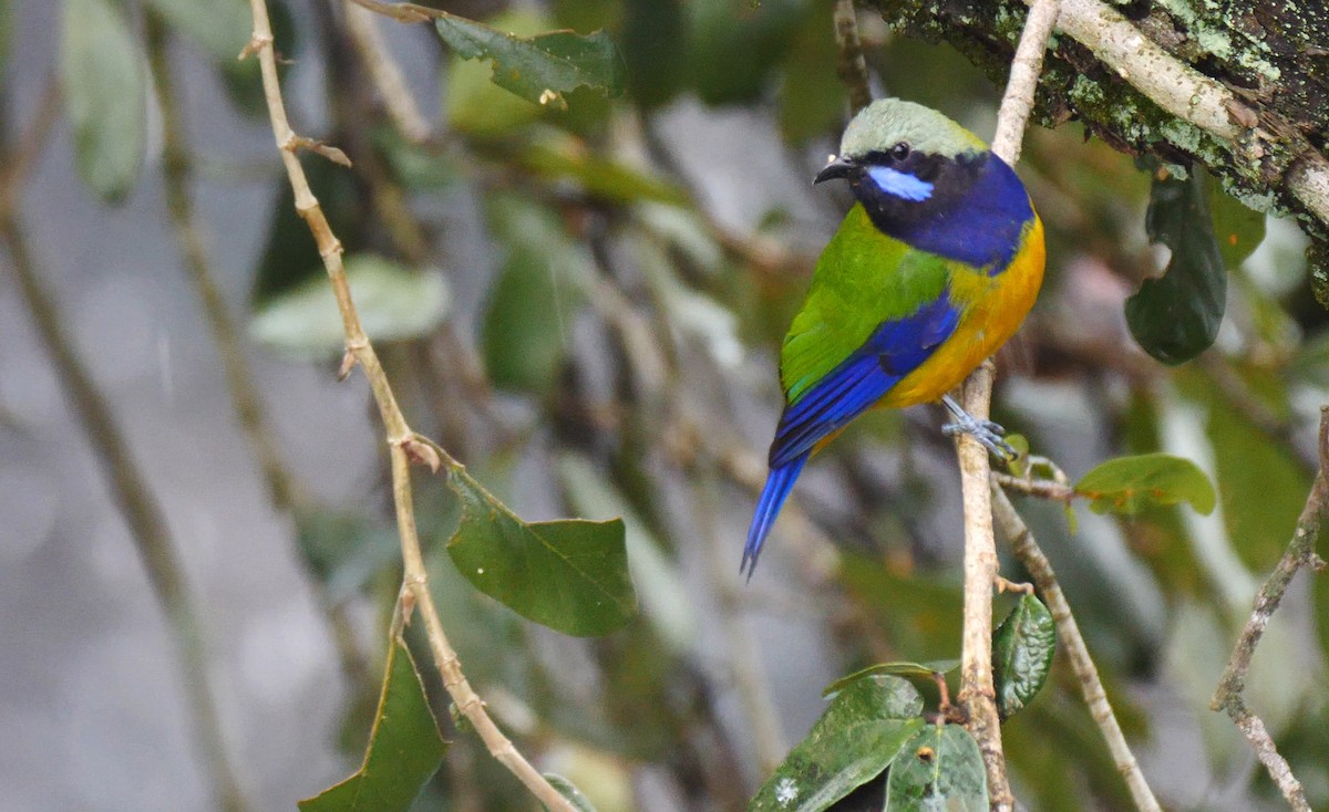 Orange-bellied Leafbird (Grayish-crowned) - ML205141771
