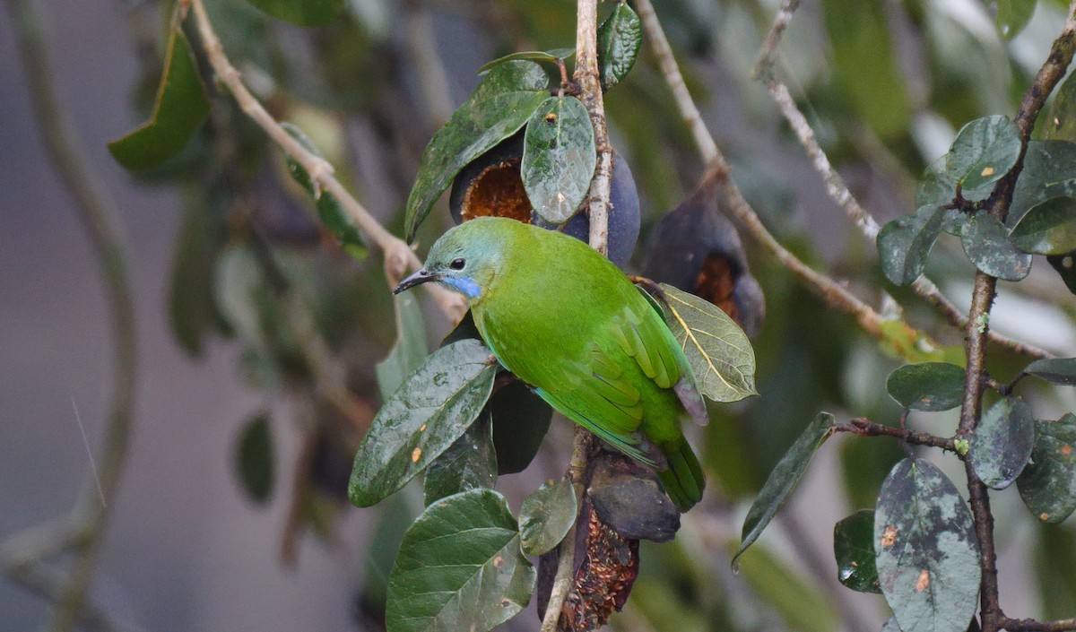 Orange-bellied Leafbird (Grayish-crowned) - ML205141781