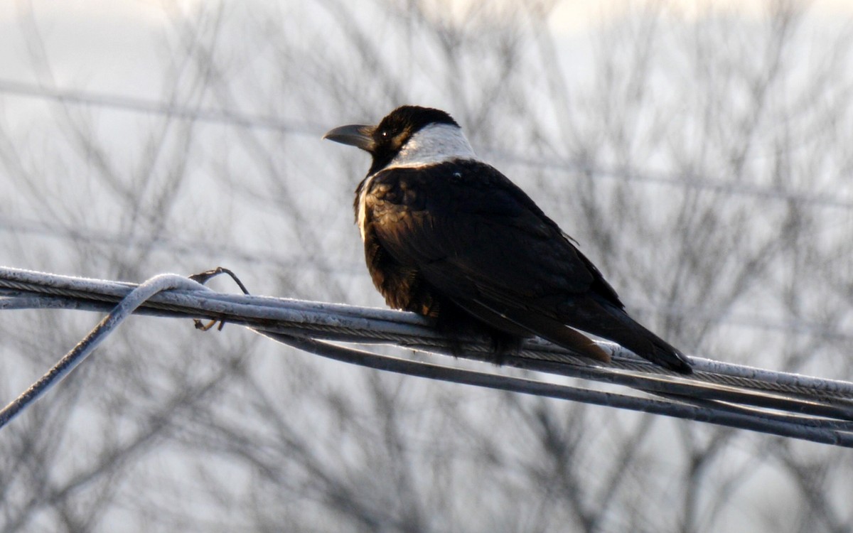 Collared Crow - Josep del Hoyo