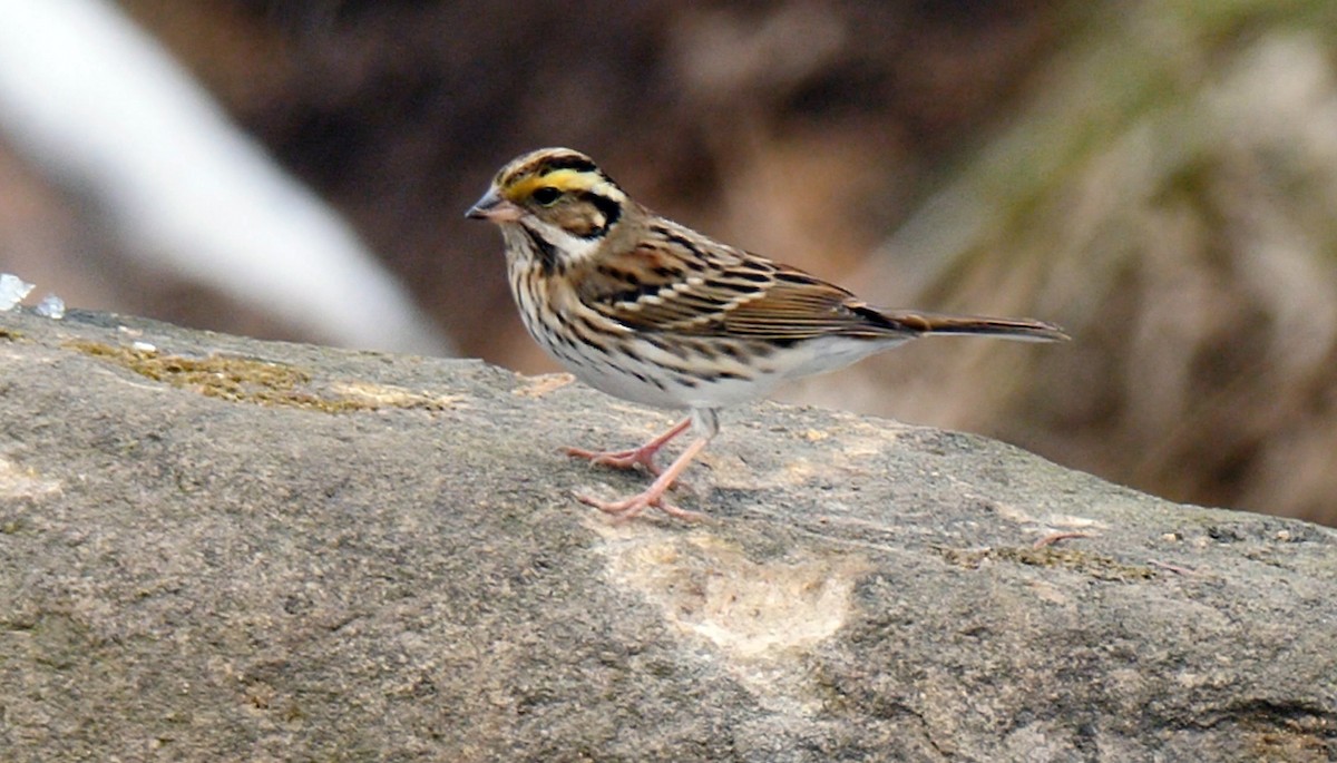 Yellow-browed Bunting - ML205141861