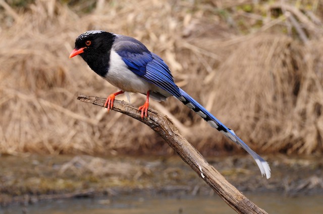 サンジャク Ebird