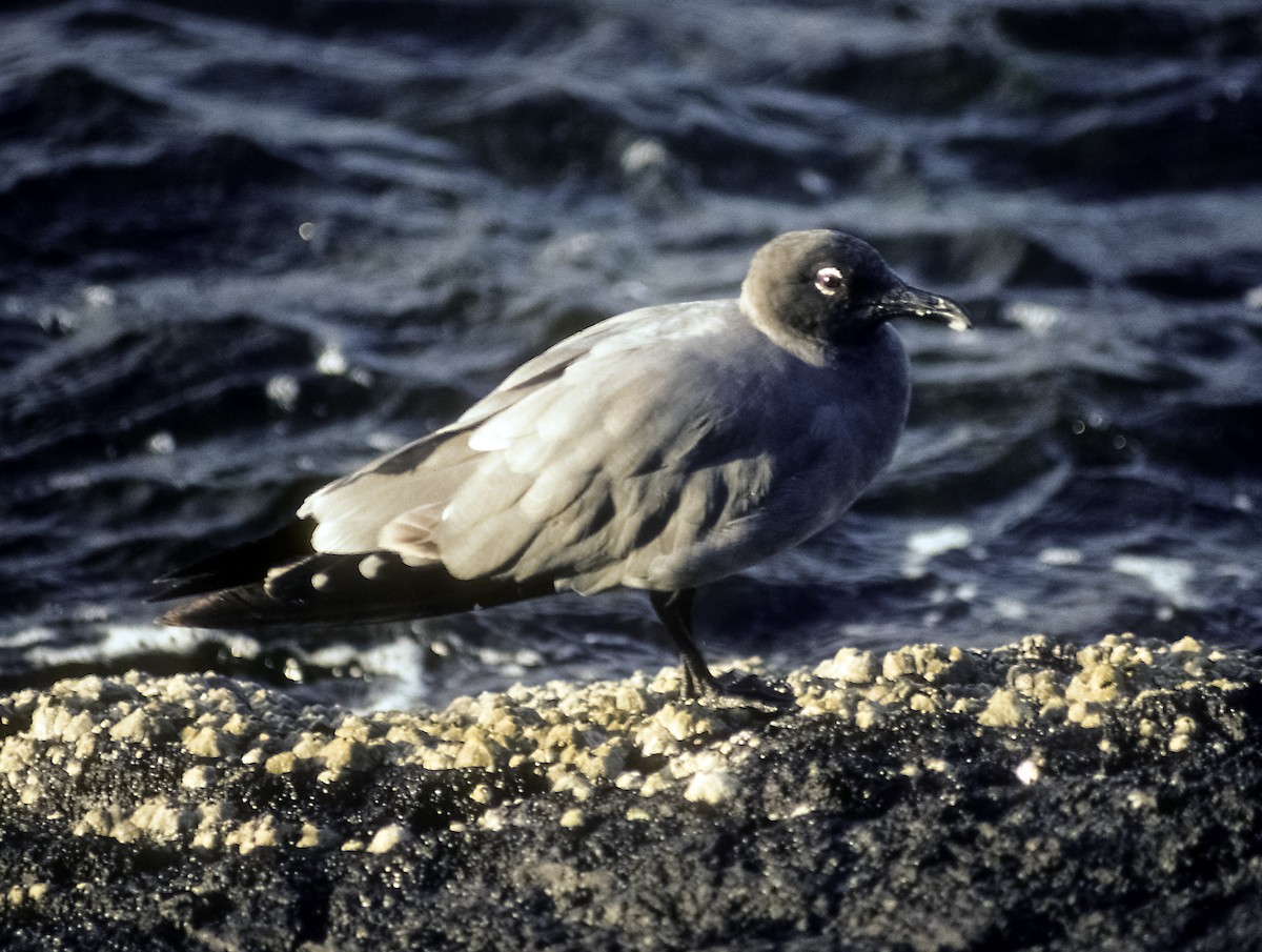 Mouette obscure - ML205142451