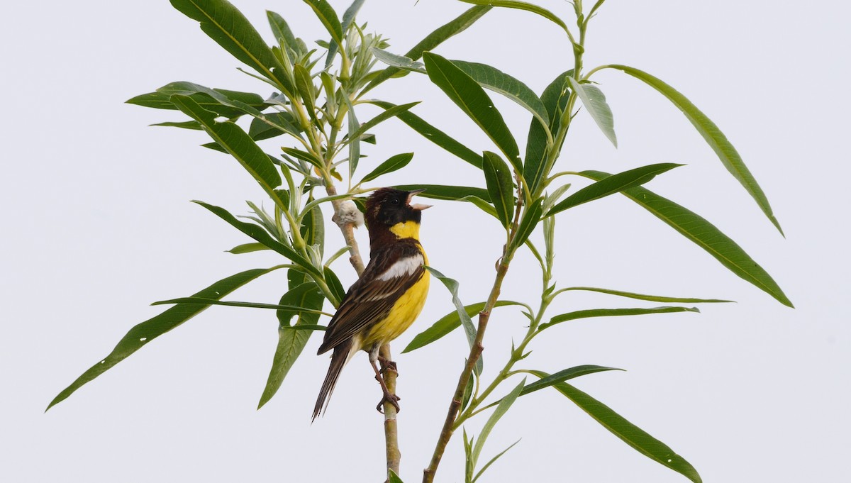 Yellow-breasted Bunting - ML205142541