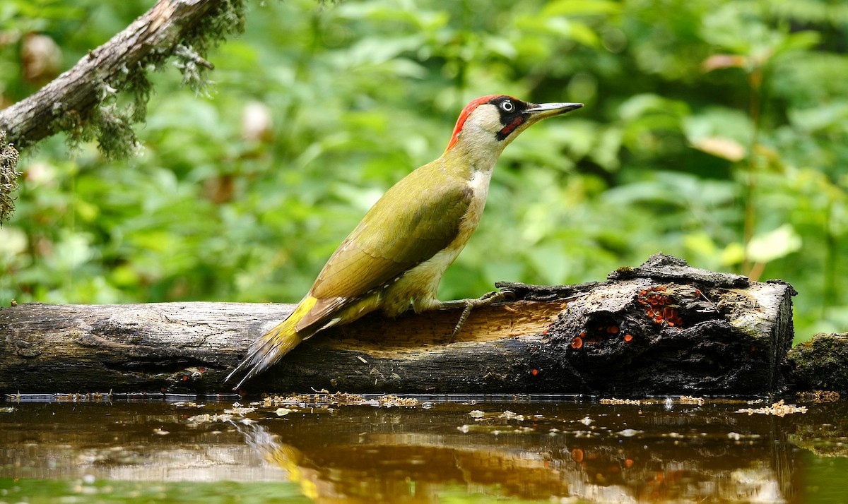 Eurasian Green Woodpecker (Eurasian) - ML205142641