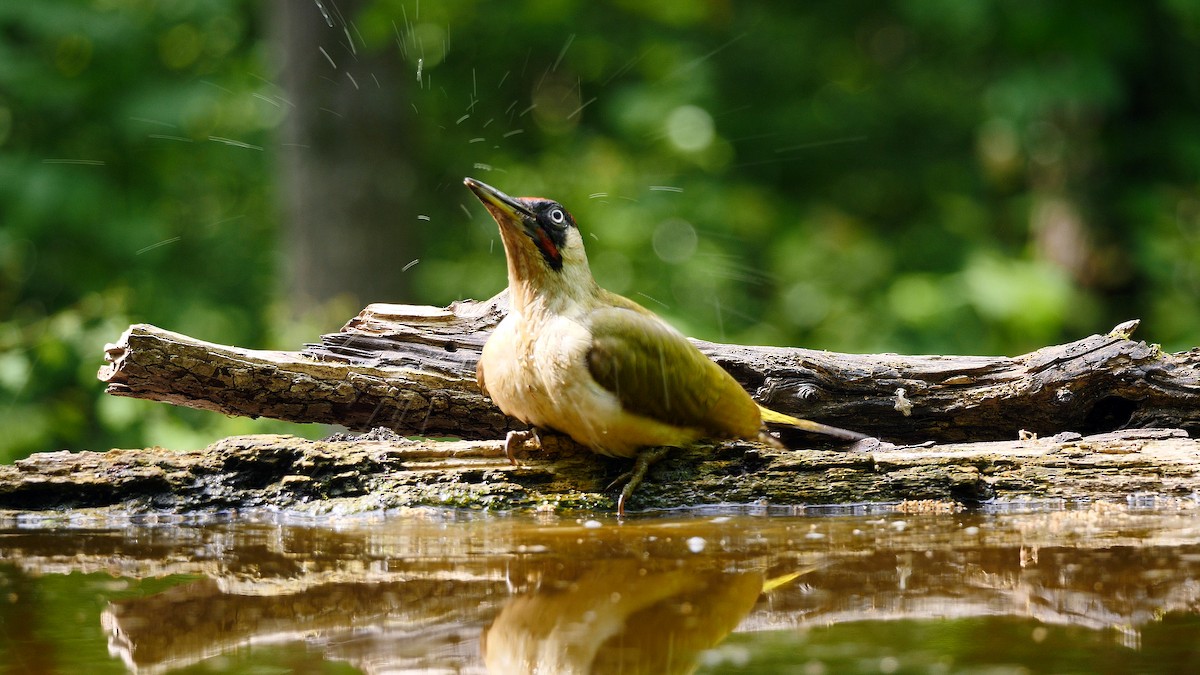 Eurasian Green Woodpecker (Eurasian) - Josep del Hoyo