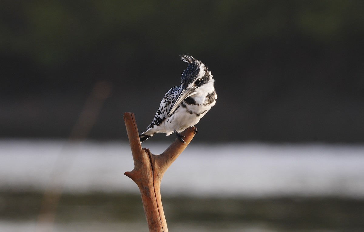 Pied Kingfisher - Josep del Hoyo