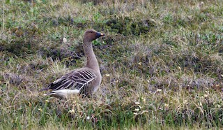 Tundra Bean-Goose, ML205142811