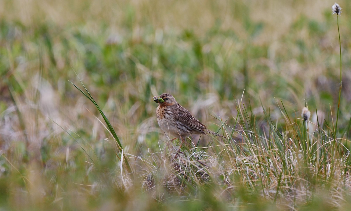 Red-throated Pipit - ML205142831