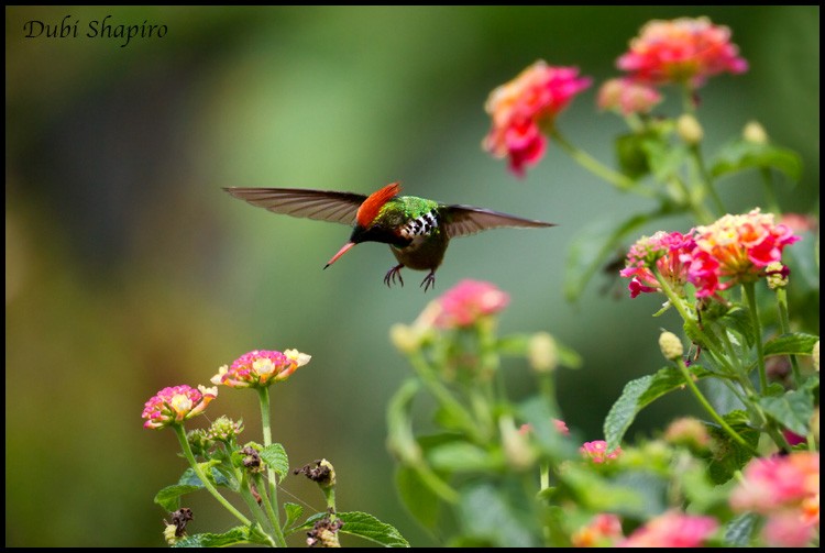 Frilled Coquette - ML205143031