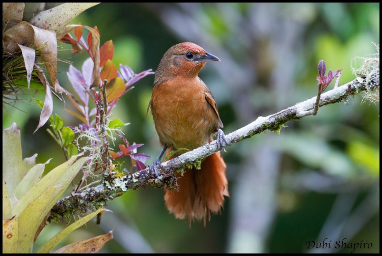 Orange-breasted Thornbird - Dubi Shapiro