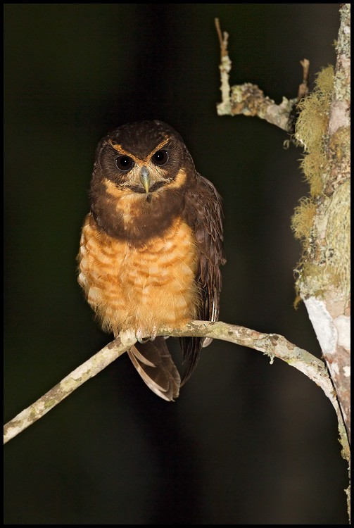Tawny-browed Owl - Dubi Shapiro