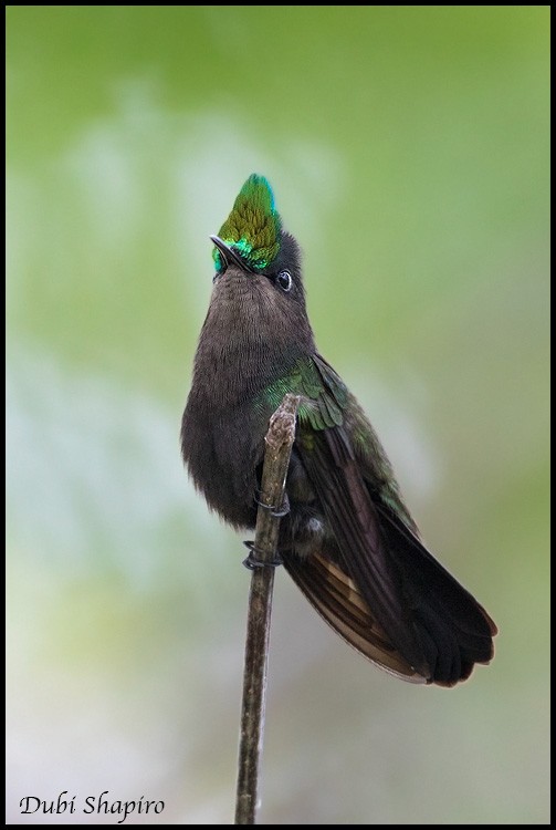 Antillean Crested Hummingbird (Lesser Antilles) - Dubi Shapiro