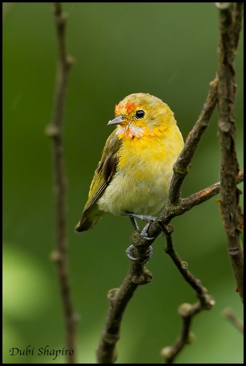 Fire-capped Tit - ML205143231