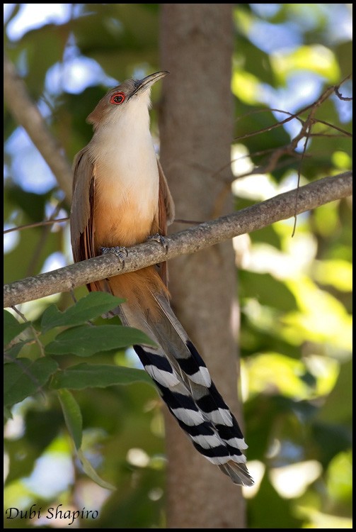 Great Lizard-Cuckoo (Cuban) - ML205143291