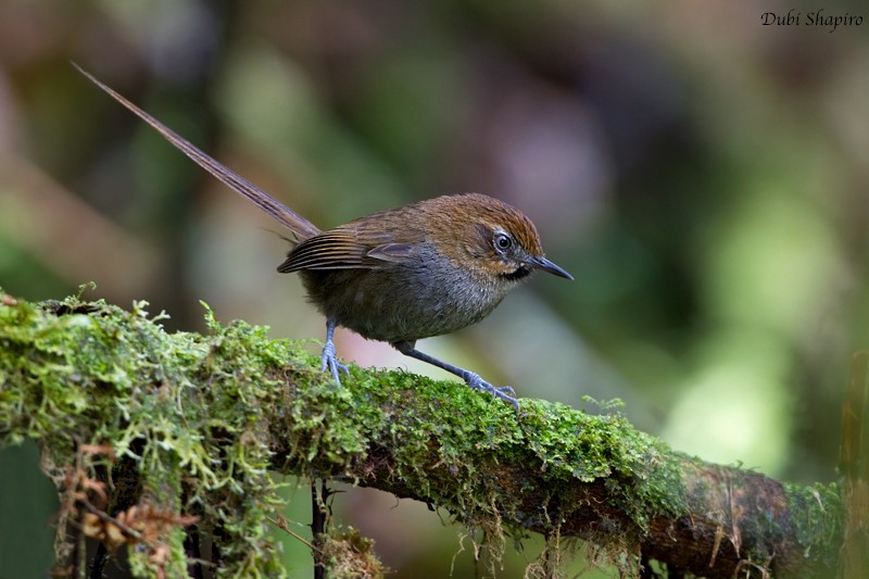 Black-throated Thistletail - ML205143301