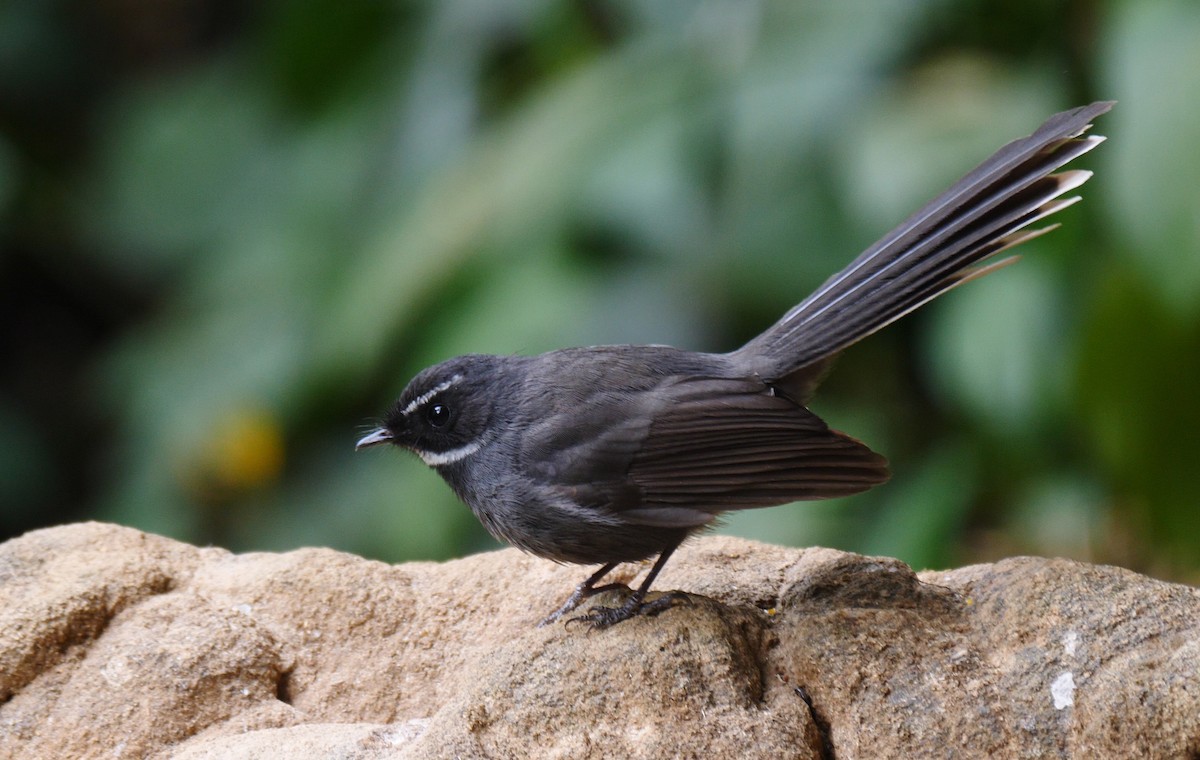 White-throated Fantail - ML205143611
