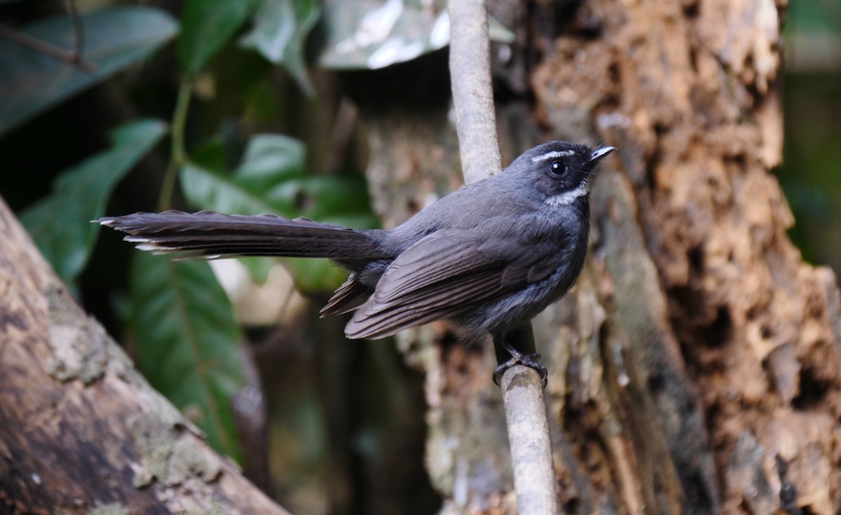 White-throated Fantail - ML205143621