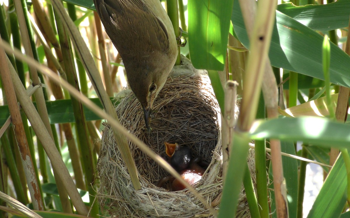 Common Reed Warbler (Common) - ML205144161