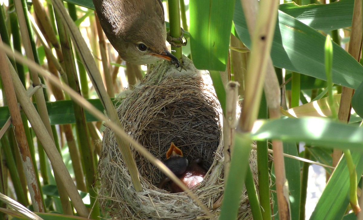Common Reed Warbler (Common) - ML205144181