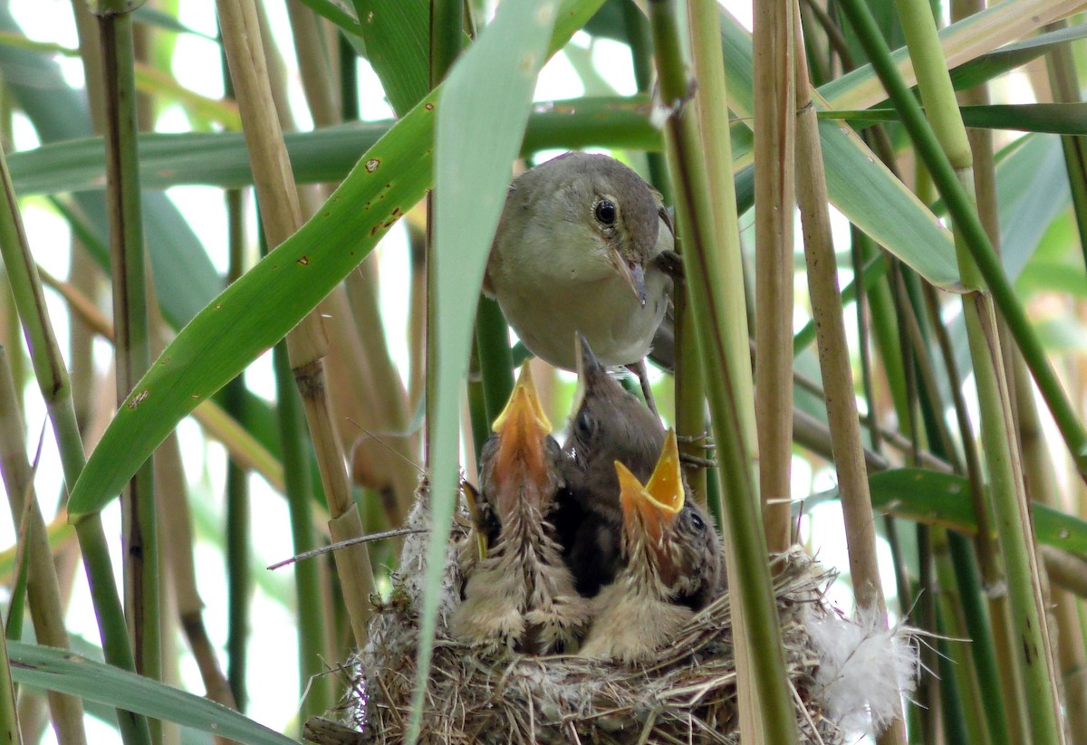 Common Reed Warbler (Common) - ML205144221