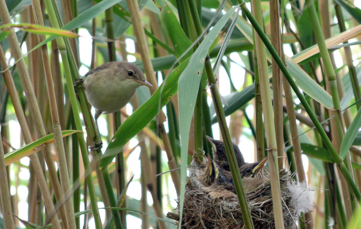 Common Reed Warbler (Common) - ML205144231